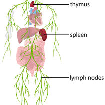What Is Lymphatic Drainage Massage — And Why Everyone’s Talking About It